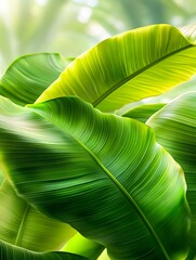 Sticker - Lush Green Banana Leaves Texture - Tropical themes