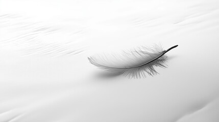 Wall Mural - A single feather resting on a smooth white surface