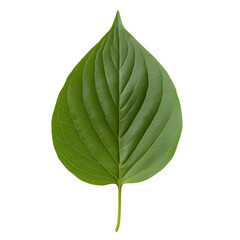 Wall Mural - A leafy green leaf with a stem. The leaf is large and has a pointed tip