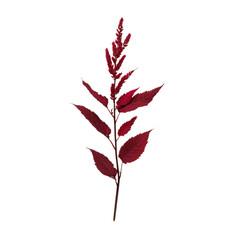 Wall Mural - A red leafy plant with a stem. The stem is thin and the leaves are large. The plant is in the foreground and the background is white