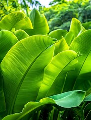 Sticker - Lush Green Banana Leaves Tropical Background - Natural textures