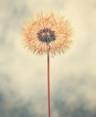 Aufkleber - A close-up of a delicate dandelion puff, showcasing its intricate seed structure against a soft, blurred background