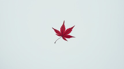 Wall Mural - A white background with a lone red maple leaf floating in the air.