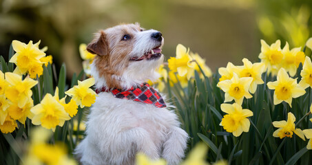 Wall Mural - Happy cute smiling jack russell terrier pet dog face next to daffodil flowers in spring. Easter, springtime background.