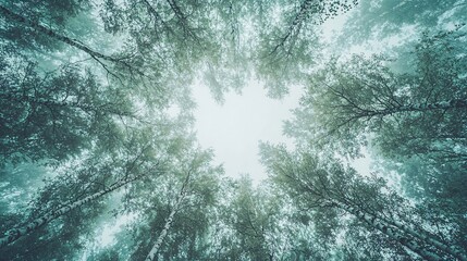 Wall Mural - Winter forest canopy, misty scene, upward view, nature background, peaceful mood