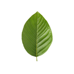 Wall Mural - A leaf is shown on a white background. The leaf is green and has a pointed tip. Concept of nature and tranquility