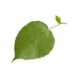 Wall Mural - A leaf is shown on a white background. The leaf is green and has a slightly fuzzy appearance