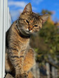 © Ruta - A captivating close-up shot of a tabby cat with a curious expression, its head tilted slightly to the side. The cat's soft fur and piercing eyes are highlighted by the natural sunlight