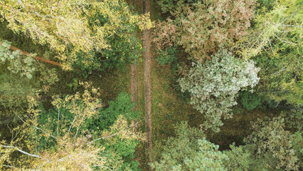 Canvas Print - Pathway in dense autumn forest trees