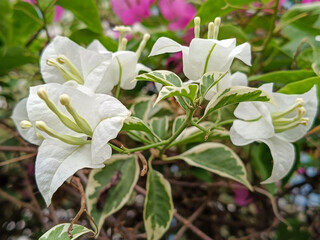 Sticker - Closeup Of Blossoms With White Petals And Green Leaves In Natural Light using Floral Theme Images