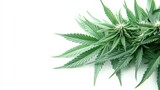 Close-up of vibrant green cannabis leaves arranged artistically on a clean white background (1)