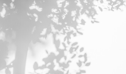 Aufkleber - Tree shadow and light of leaf branch background. Nature leaves tropical jungle tree branch dark shadows and light from sunlight on wall texture for background wallpaper design, shadow overlay effect