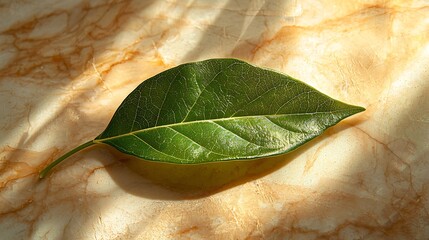 Poster - Green leaf on marble, sunlit background, nature photography, product backdrop
