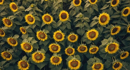 Poster - Aerial View of Vibrant Sunflower Field with Green Leaves and Space for Text Overlay