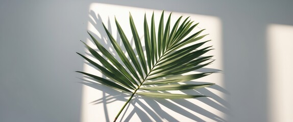 Poster - Sunlit Palm Leaf Casting Hard Shadow on Minimal Background with Space for Text or Branding in Natural Color Palette