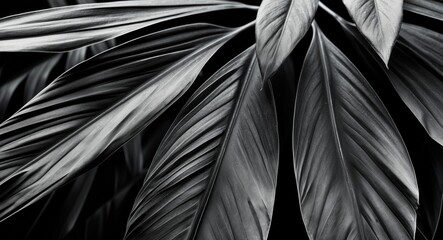 Poster - Elegant Black and White Palm Leaf Texture with Negative Space for Text Overlay and Design Elements
