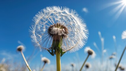 Poster - Mature dandelion flower against a clear blue sky with space for text and design elements in a bright natural setting.