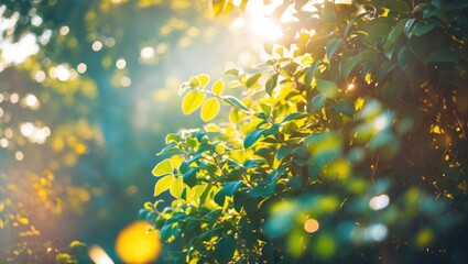 Poster - abstract blurred foliage background with bright summer sunlight and empty space for text or advertis
