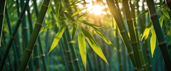 Poster - Close-Up of Sunlit Bamboo Leaves in Morning Light with Gentle Sun Rays and Empty Space for Text Overlay