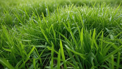 Poster - Lush Green Grass Texture Background for Nature and Landscape Designs