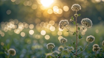 Poster - Soft natural bokeh background with delicate flowers illuminated by sunlight creating a serene and tranquil atmosphere in a garden setting.
