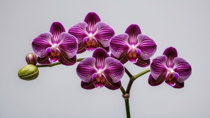 Poster - Vibrant Maroon Orchid Blooms Displaying Elegance Against White Background Featuring Delicate Petals and Buds in Natural Light