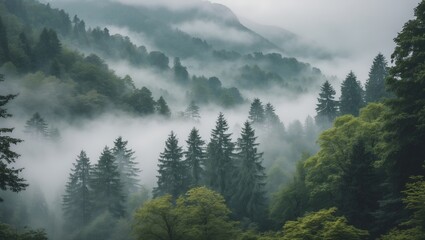 Poster - Misty Mountain Landscape with Lush Green Trees and Fog in Serene Environment for Nature Retreat and Outdoor Adventure Themes