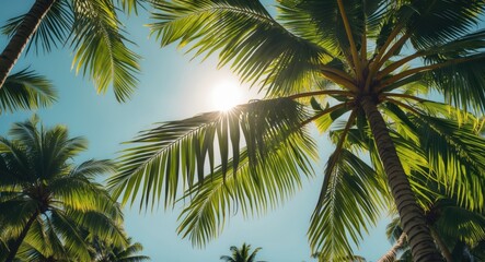 Poster - coconut palm tree leaves under bright sunlight with clear blue sky natural background and copy space