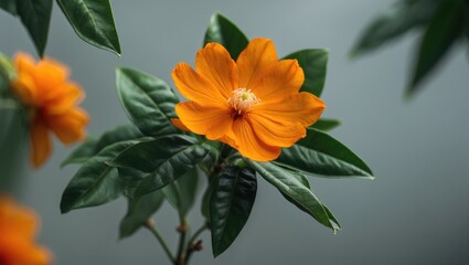 Poster - Vibrant orange flower with lush green leaves illuminated by soft light against a blurred background showcasing natural beauty and tranquility.