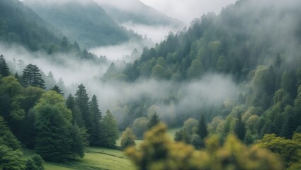 Poster - Mountain landscape with lush green trees shrouded in fog showcasing a serene and tranquil atmosphere in soft focus and blurred details.