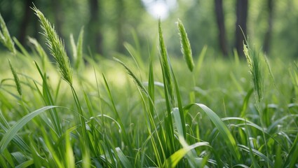 Poster - lush green grass blowing in the wind close up natural background in a sunny forest setting with spac