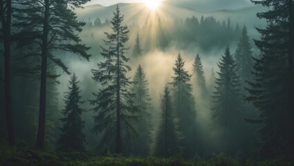 Poster - Majestic Evergreen Forest Wrapped in Fog with Sun Rays Illuminating Tree Silhouettes Creating a Mystical and Dreamlike Atmosphere