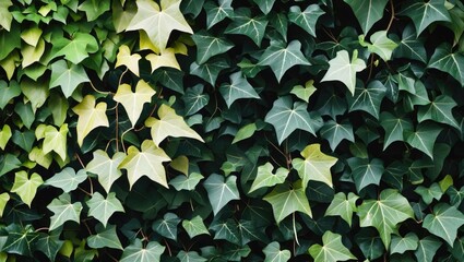 Poster - Ivy foliage showcasing a variety of light and dark green leaves creating a lush and vibrant natural texture background.