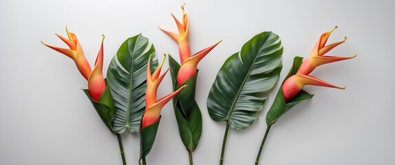 Poster - Tropical Heliconia Flowers and Lush Green Leaves Isolated on White Background with Space for Text in Floral Design or Decoration