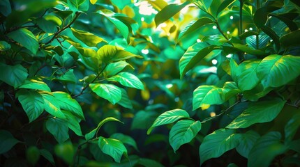 Poster - Lush green foliage creating a vibrant natural background with soft light filtering through leaves for a serene atmosphere.