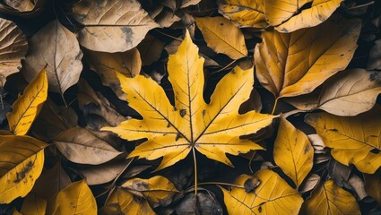 Poster - Vibrant autumn foliage with a focus on a prominent yellow maple leaf surrounded by an array of dry, fallen leaves on the ground.
