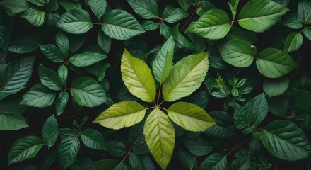 Poster - Vibrant green foliage with varying leaf textures showcasing nature's beauty and diversity in a lush forest environment.