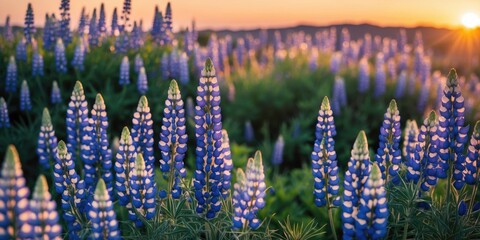 Poster - Vibrant Lupin Flowers in Bloom During Sunset with Beautiful Soft Light and Empty Space for Text Ideal for Nature and Floral Themes