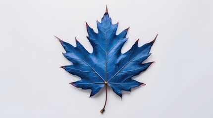Poster - Blue maple leaf isolated on a white background creating ample blank space for creative design and copy integration in various projects.