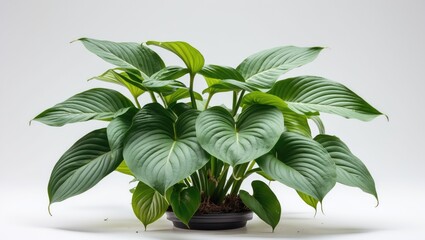 Poster - Hosta plant with lush green leaves in a black pot isolated on a white background showcasing nature's beauty and vibrant foliage.