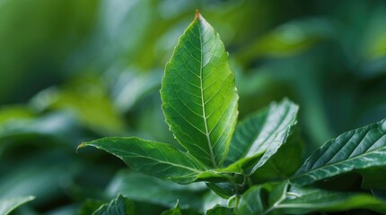 Poster - Macro Photography of Lush Green Leaves Highlighting Nature's Intricacies and Textures for Botanical and Environmental Themes.