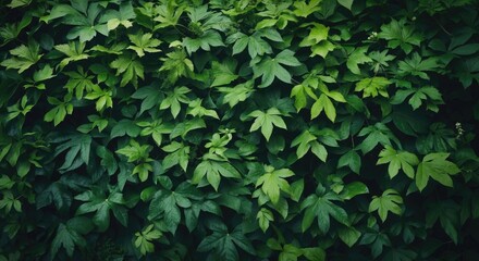Poster - Lush Green Leaves Foliage Background for Nature and Outdoor Themes