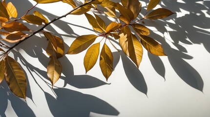 Poster - Autumn leaves casting intricate shadows on a light surface, showcasing seasonal beauty and natural design elements.