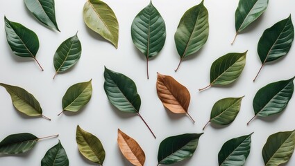 Poster - Diverse assortment of green and brown leaves arranged on a clean white background showcasing natural textures and colors.