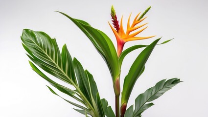 Poster - Tropical Heliconia Bihai Flower with Lush Green Leaves Isolated on White Background Ideal for Floral and Nature Themed Designs