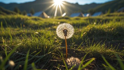 Poster - sunlit dandelion standing out in a lush grass camp landscape with a scenic mountain view in the back