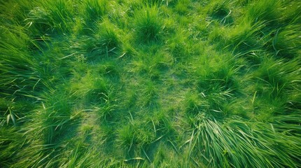 Leinwandbilder - Vibrant Green Grass View from Above Natural Lawn Texture Ideal for Backgrounds and Design Projects
