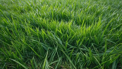 Aufkleber - Lush Green Grass Texture for Natural Backgrounds and Turf Fields Ideal for Landscaping and Outdoor Themes