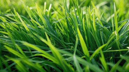 Aufkleber - Healthy vibrant green grass in close-up, showcasing lush blades and a natural outdoor environment. Ideal for nature and gardening themes.