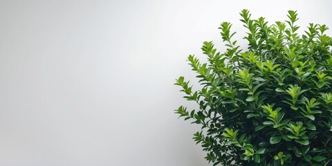 Fototapete - Lush Green Bush Isolated on White Background Perfect for Eco-Friendly Design and Advertising with Space for Custom Text or Branding
